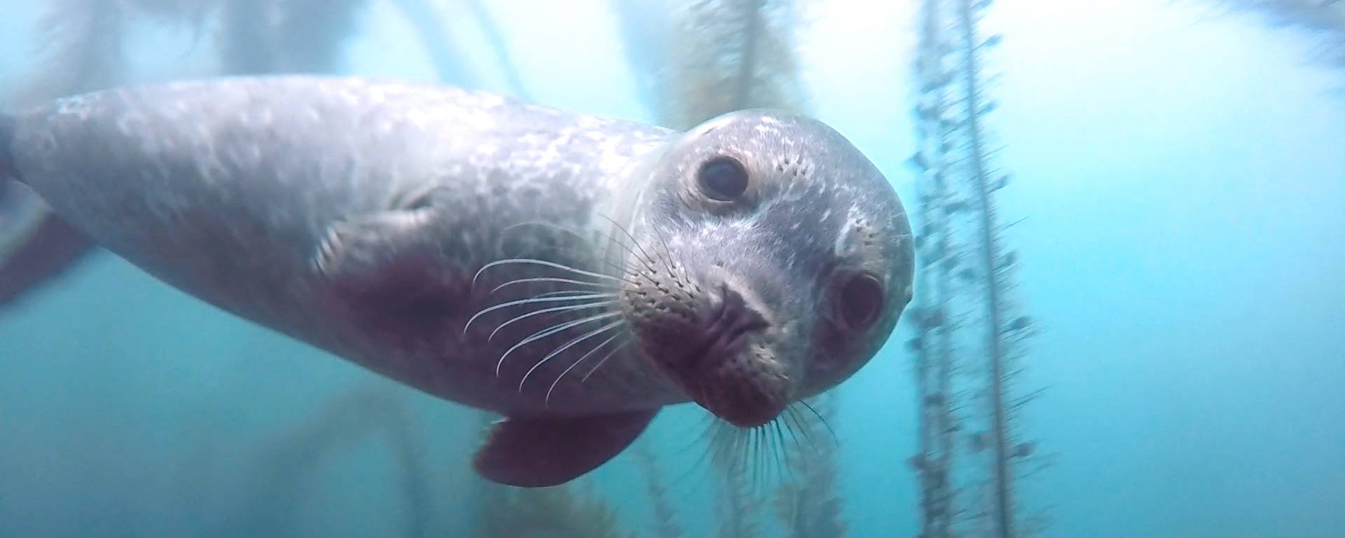 Sea Lion underwater