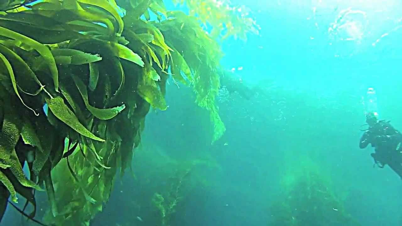 Point Loma Kelp Beds