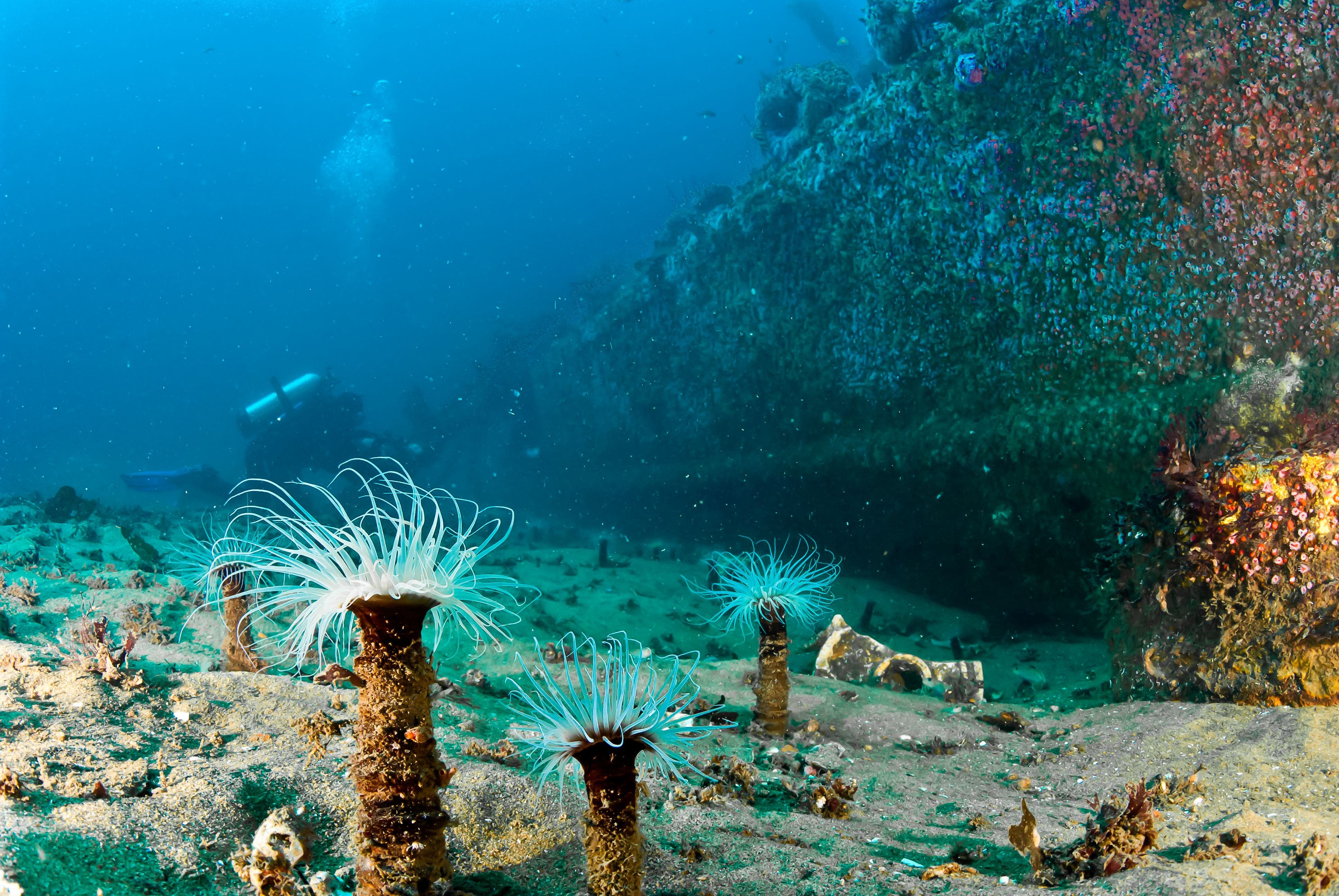 underwater view of wreck alley ship