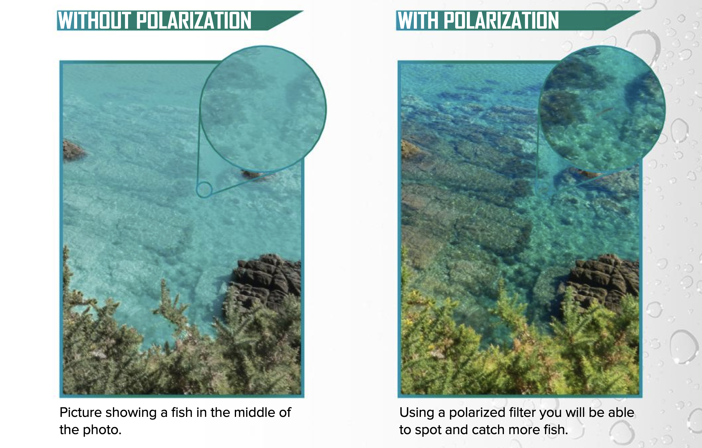 view of water and fish through polarized lenses compared to standard lenses